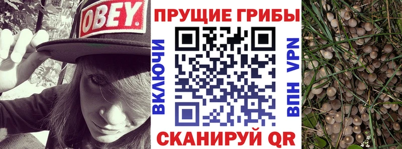 Псилоцибиновые грибы мицелий Моздок